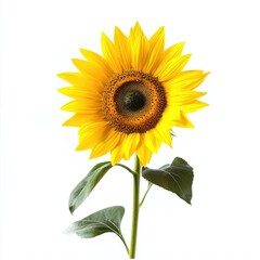 Fototapeta premium Bright yellow sunflower against white