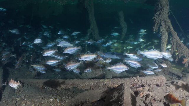 Conger Hunting and swimming in a Wreck in the Atlantic