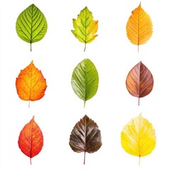Obraz premium Nine autumn leaves in various colors against white