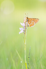 marsh fritillary at dawn