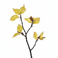 Pale yellow leaves on a branch against white