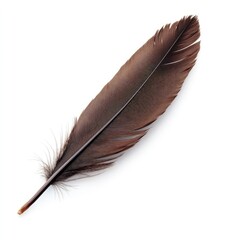 A single dark brown feather, long and pointed, lies against a plain white background