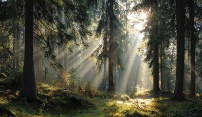 Obraz premium Sunlight streams through misty forest