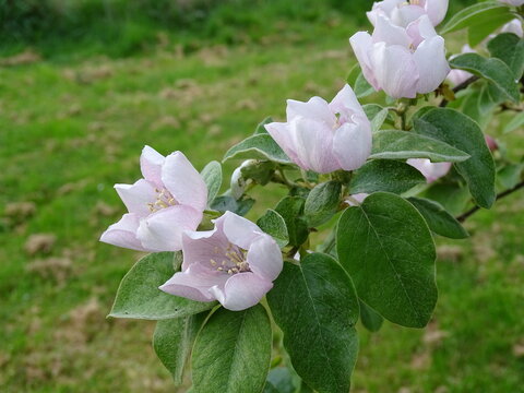 Apple tree flowers