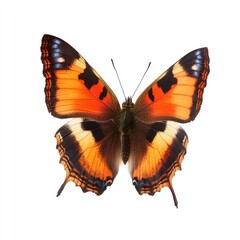 Fototapeta premium Close-up of a vibrant orange and black butterfly (2)