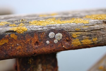 Close-up of weathered wood and rust.  A section of aged, grey-brown wood, with patches of yellow-gold lichen and rust-covered metal.  Small, whitish spots are also visible on the wood