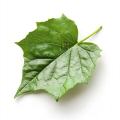 Close-up of a single, vibrant green leaf against a white background