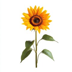 Obraz premium Single sunflower against white background (5)