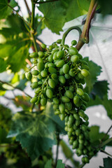 Bunch of green grapes. Growing home grapes. Grapes ripen on a bush in the garden. Green grapes....