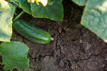 green cucumber lies on the ground between leaves view from above. cucumber growing on a bush....