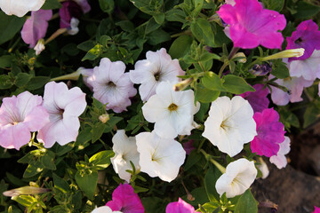 Fototapeta premium Beautiful petunia plant multicolored blooming flower bud on a natural meadow lawn background photo garden copy space, Summer time season horizontal small grip macro close up shot. Gardening seed