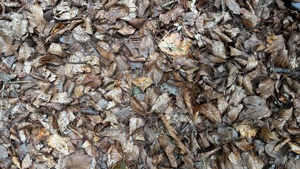 Forest debris dry leaves on the ground, monochrome brown background.