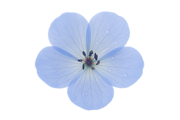 Light blue geranium flower with five petals and raindrops, isolated on a transparent background