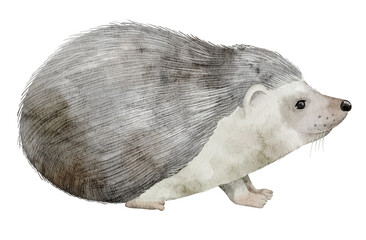 Hedgehog with spiny back painted in watercolor. Illustration of woodland animal for nursery posters, baby invitations or greeting cards. Art of forest nocturnal forager for childish design.