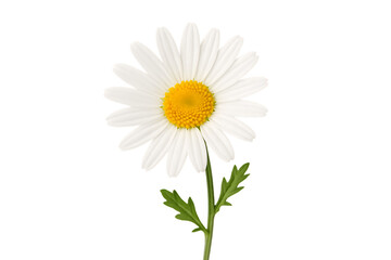 a single white daisy flower with a bright yellow center and green stem, isolated on a transparent background