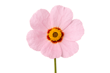 a single delicate pink flower with a dark red and yellow center on a long green stem, isolated on a transparent background