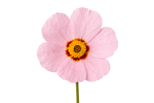 a single delicate pink flower with a dark red and yellow center on a long green stem, isolated on a transparent background