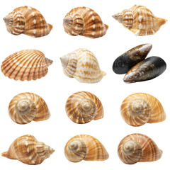 Pristine conch, scallop, mussel, and snail shells with unique patterns and subtle colors, isolated on transparent studio background with shadowless lighting. Detailed natural forms study.