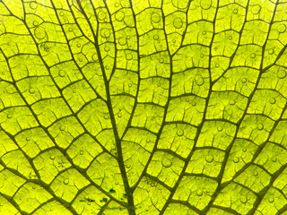 Large leaves and veins that are translucent in water