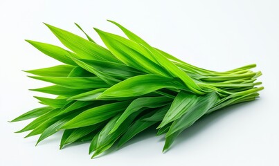 Fototapeta premium spider plant isolated on a white background, showcasing its lush, vibrant green leaves and air-purifying qualities, Generative AI