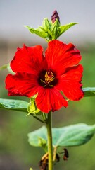 Vibrant Red Flower Close-up in Garden Setting