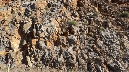 tree bark background