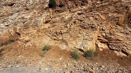 dry grass in the desert