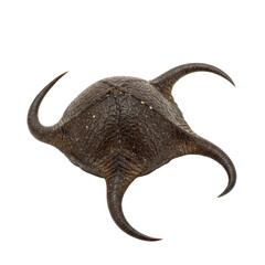 Fototapeta premium A single dark brown 'mermaid's purse' skate egg case, leathery, translucent, four curled horn tendrils, transparent studio background, shadowless lighting, scientific specimen concept.
