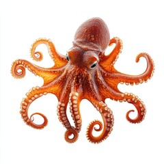 Orange octopus, detailed, isolated on white