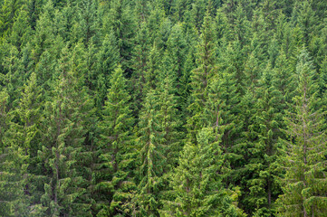 aerial view of pine trees and forest