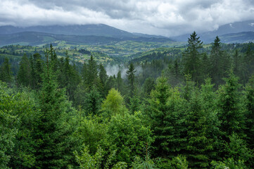 pine trees in the mountains