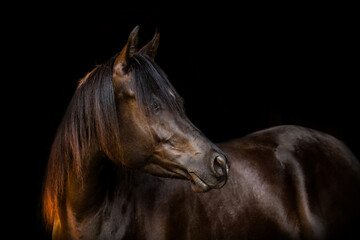 Elegant Arabian horse portrait on black background