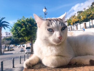 [Spain] white cat with blue eyes relaxing on a block wall (Frigiliana)