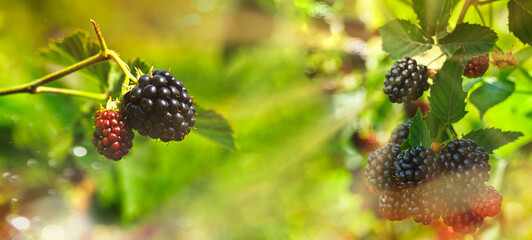 Ripe blackberry branch in sunlight. Harvest . Panoramic view 