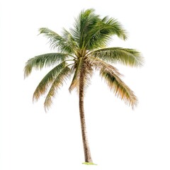 Fototapeta premium Isolated coconut palm tree against white background