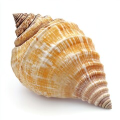 Obraz premium Detailed close-up of a spiral seashell, tan and white, against white background
