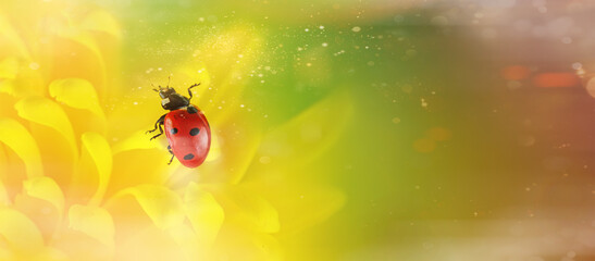Ladybug crawl over yellow chrysanthemum