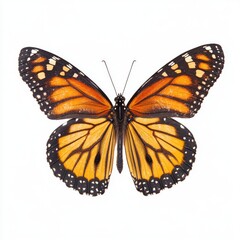 Fototapeta premium Monarch butterfly, orange and black wings, detailed close-up