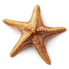 Starfish, top-down view, light orange, speckled white