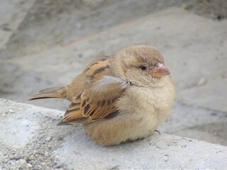 [Spain] Cute House sparrow with Fluffy feathers (Nerja)