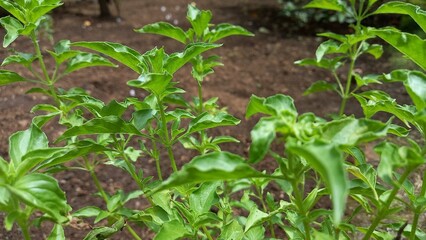 Basil plant (Ocimum basilicum)