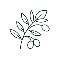 Simple hand drawn olive branch with fruit and leaves outline