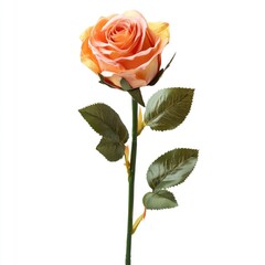 Single peach-orange rose with green leaves on a stem