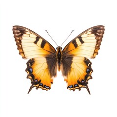 Fototapeta premium Close-up of a butterfly with pale orange-yellow and brown wings, against a plain white background