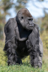 Obraz premium Gorilla against pale green background