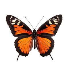 Fototapeta premium Orange and black butterfly, wings spread (9)
