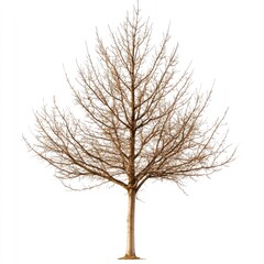 Bare, light brown tree against a white background