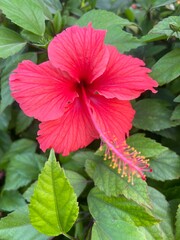 Hibiscus rosa-sinensis is a flowering plant known as Chinese hibiscus, China rose, Hawaiian hibiscus, rose mallow, shoeblack plant