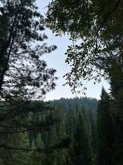a flowering tree in the spring season