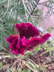 purple flower in the garden